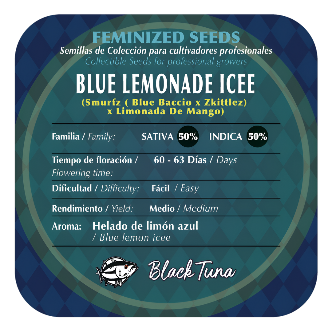 Blue Lemonade Icee Semillas Feminizadas | Black Tuna Seeds