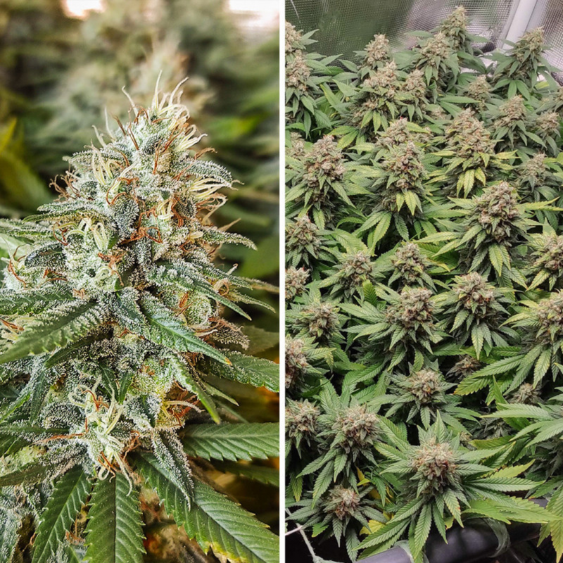 Primer plano de pistilos y tricomas en floración junto al dosel interior de una sativa feminizada de Dutch Passion