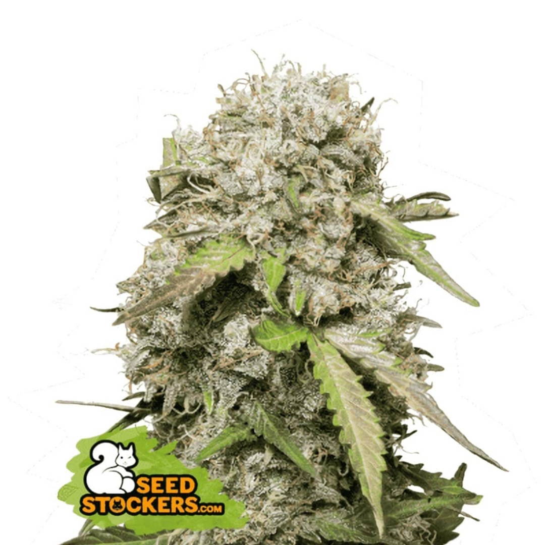 Jack Herer Auto - Seedstockers