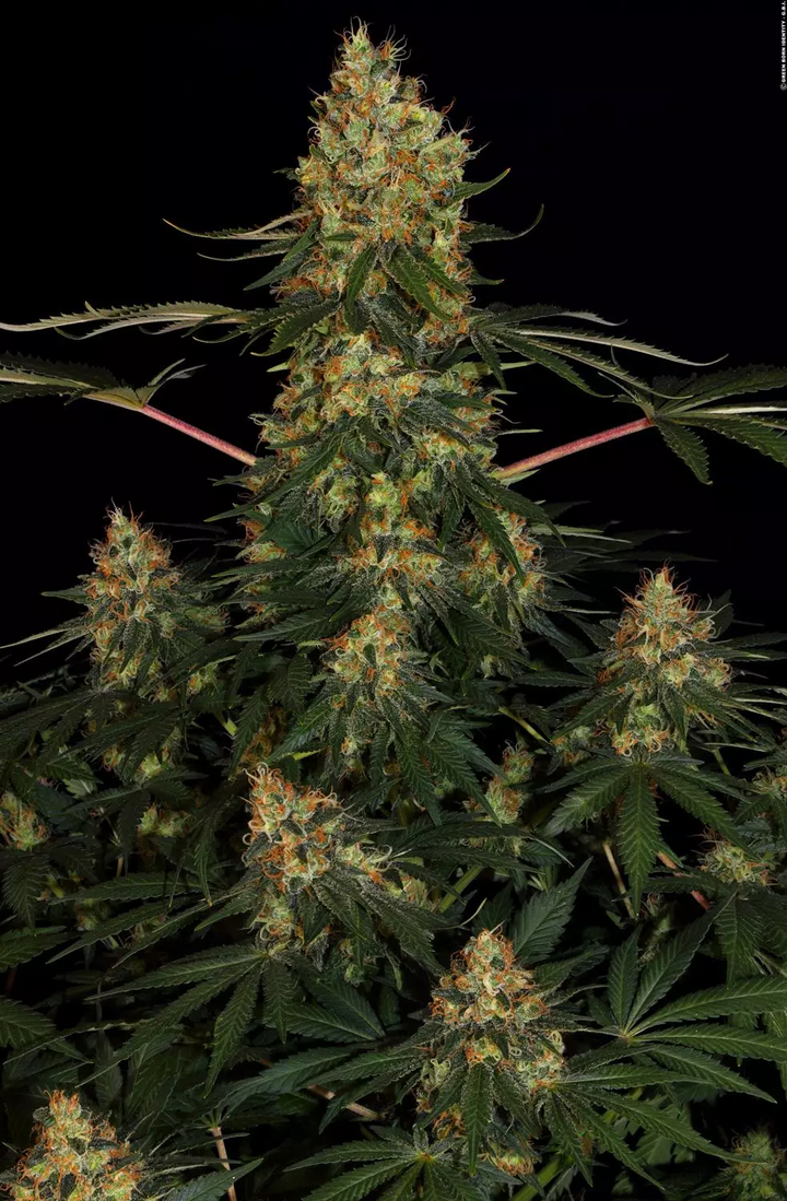 Californian Gold - Paradise Seeds