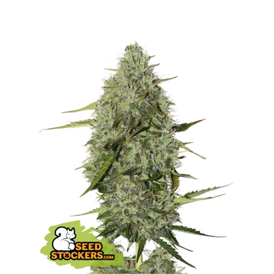 BCN Critical XXL Auto - Seedstockers