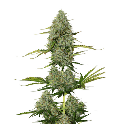 BCN Critical XXL Auto - Seedstockers
