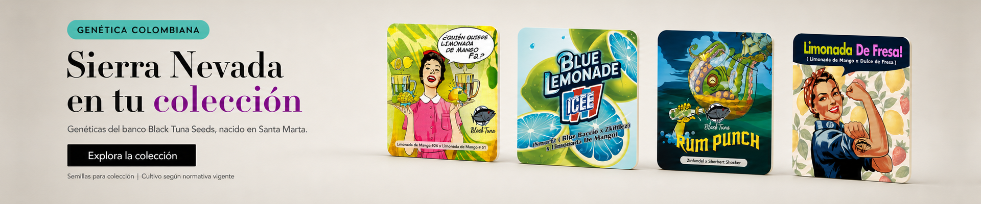 Semillas Black Tuna Seeds en Bloommart: genética colombiana de la Sierra Nevada para tu colección