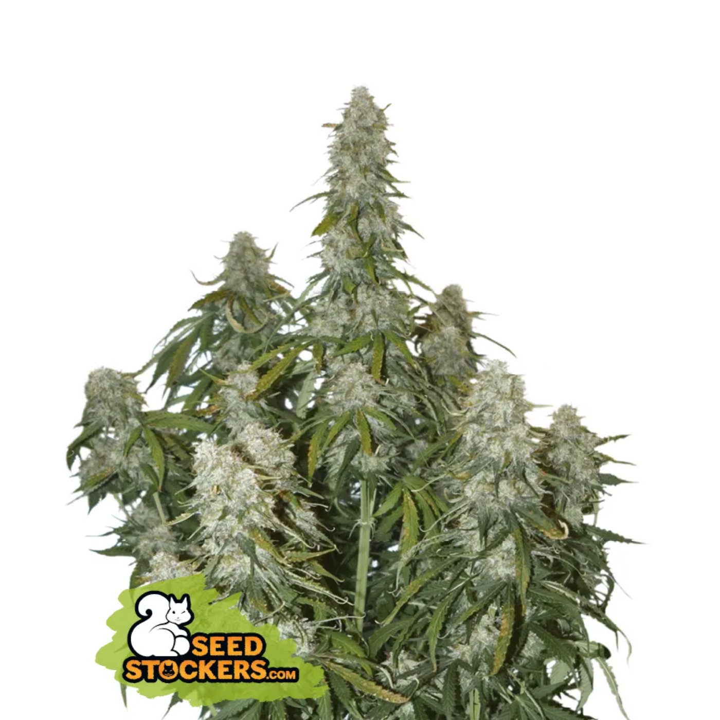 Big Bud Auto - Seedstockers