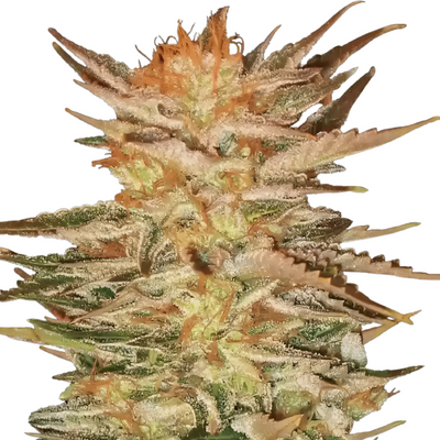 Ice Cream - Paradise Seeds