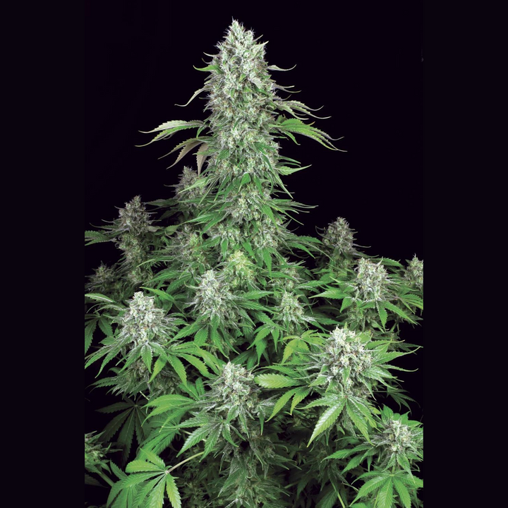 Dutch Dragon - Paradise Seeds