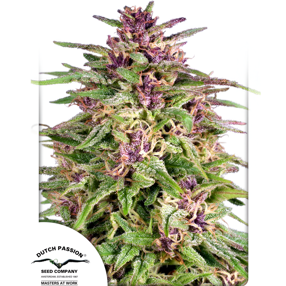 Planta de Frisian Dew de Dutch Passion con cogollos morados y follaje verde