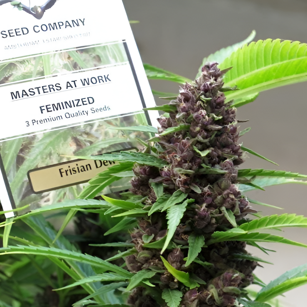 Empaque feminizado Dutch Passion de Frisian Dew junto a un cogollo morado