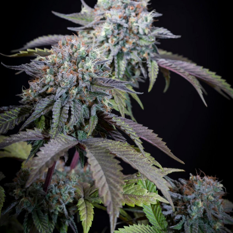 Semillas de marihuana