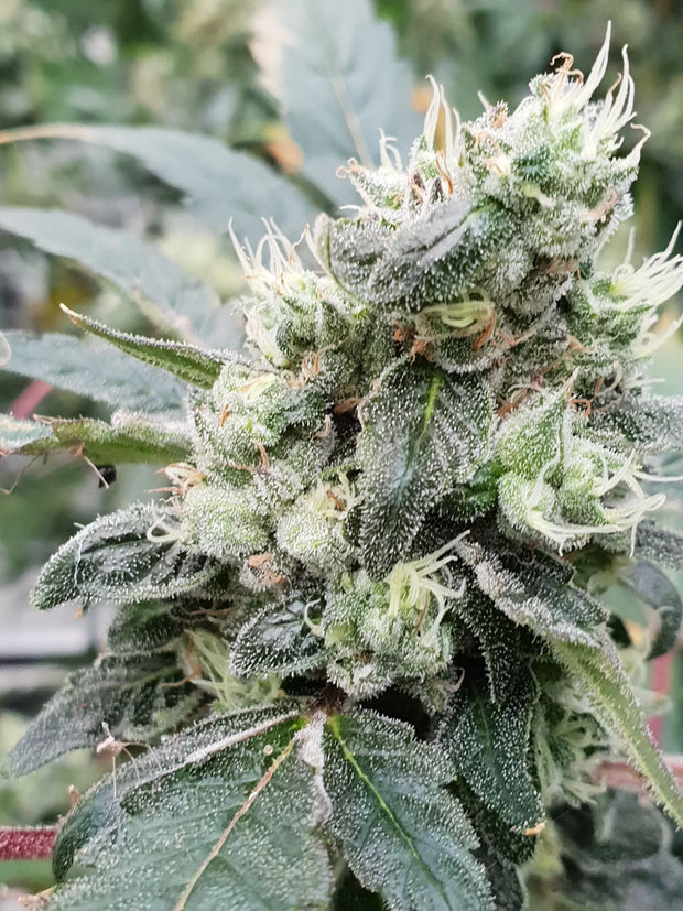Cogollo de Lemonade Auto en primer plano con capa de tricomas y pistilos anaranjados