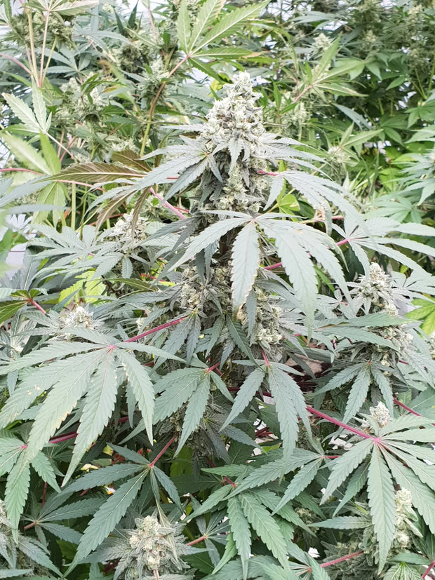 Planta de Lemonade Auto en flor con cola apical dominante y peciolos rojizos