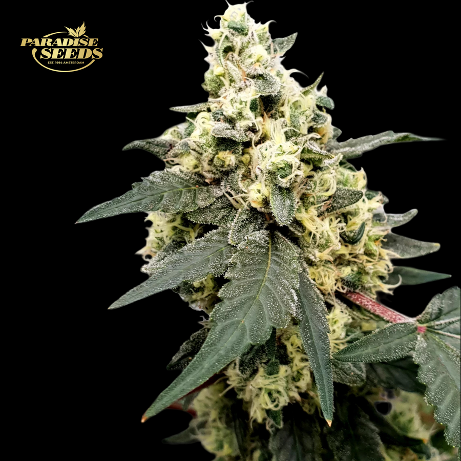 Cogollo de Lemonade Auto de Paradise Seeds sobre fondo negro con el logotipo del banco