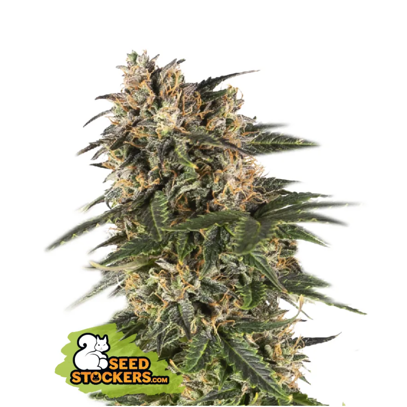 Northern Light Auto - Seedstockers