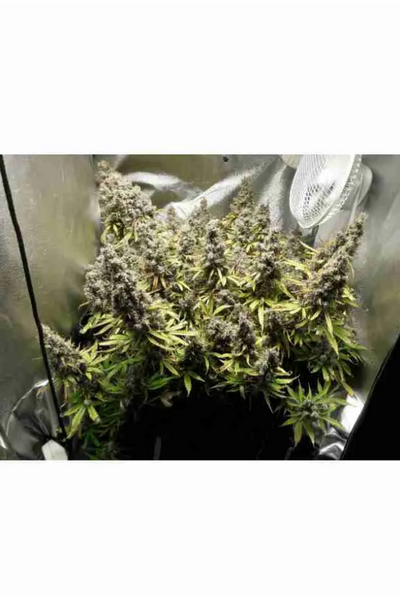 Northern Light Auto - Seedstockers