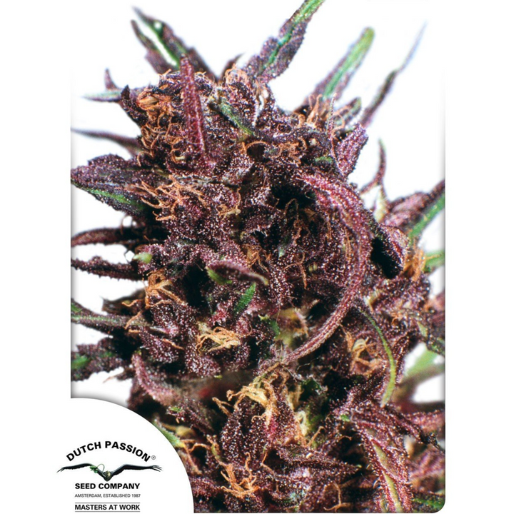 Purple #1 - Dutch Passion