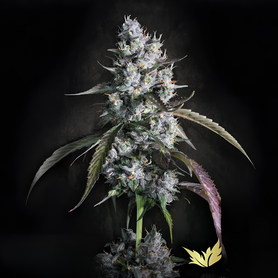 Semillas Red Velvet Auto Paradise Seeds