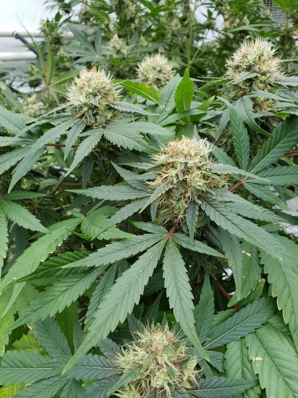 Plantas de Stromboli Auto en invernadero, con porte compacto y varios puntos de floración