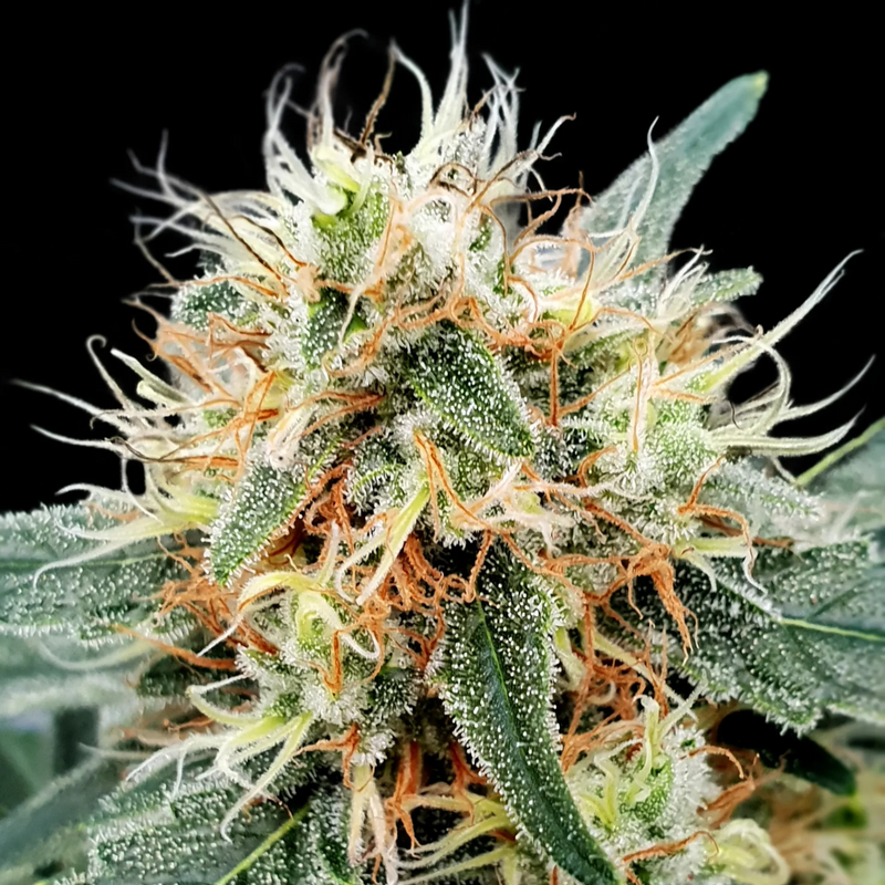 Cogollo de Stromboli Auto de Paradise Seeds sobre fondo negro, con cobertura densa de tricomas y pistilos naranja
