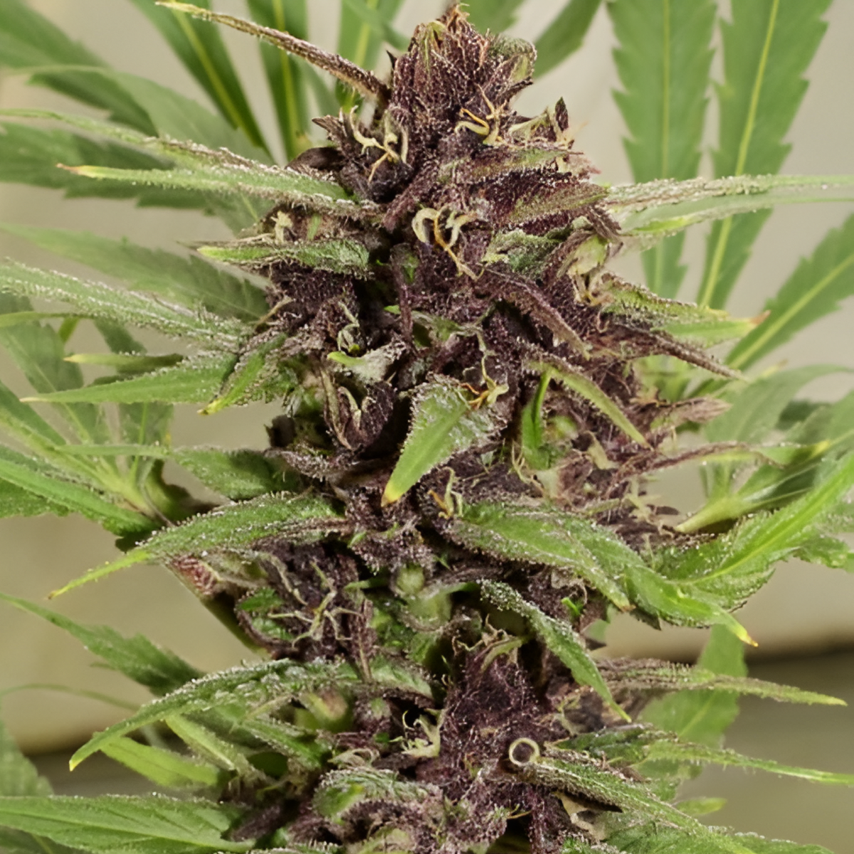 Cogollo morado maduro de Frisian Dew en primer plano con pistilos