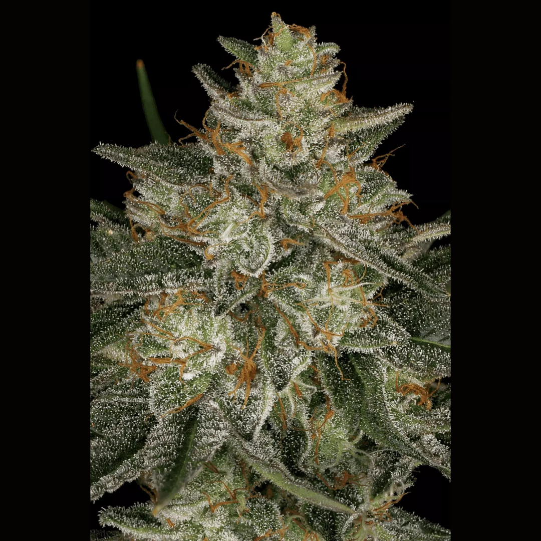 Dutch Kush - Paradise Seeds