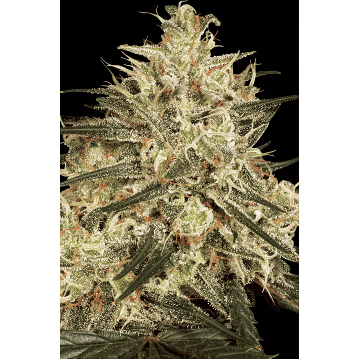 Atomical Haze - Paradise Seeds