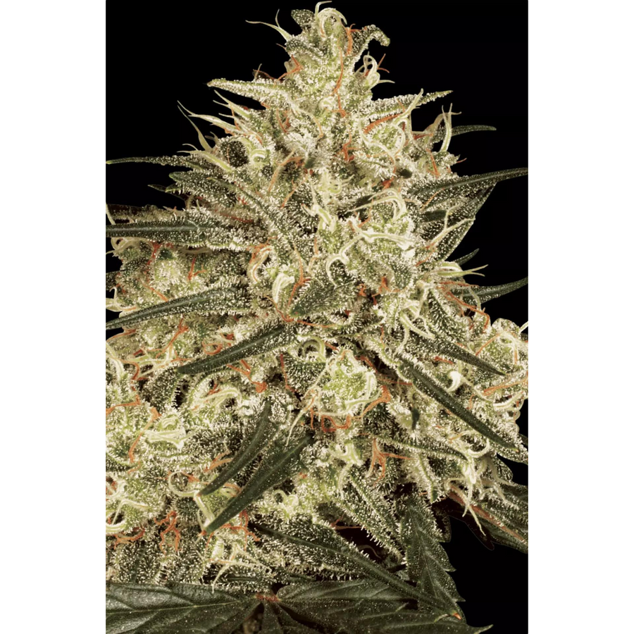 Cima en floración de Atomical Haze de Paradise Seeds fotografiada sobre fondo negro, con cálices apretados cubiertos de tricomas