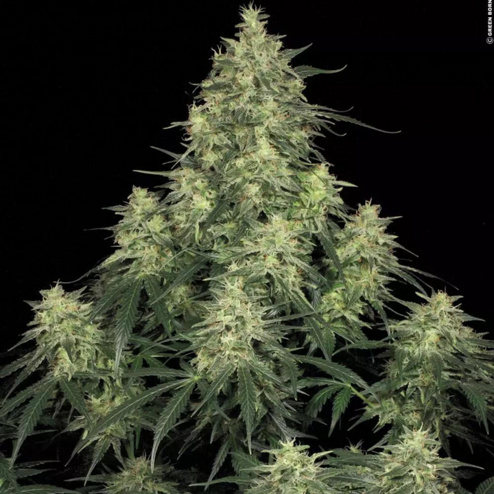 Atomical Haze - Paradise Seeds