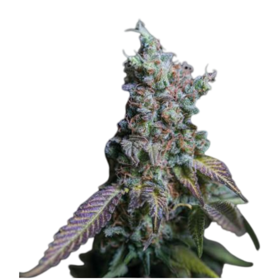 Sour Diesel Autofloreciente - Seedstockers