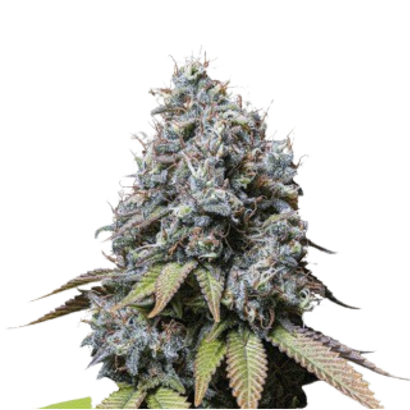 Sour Diesel - Seedstockers