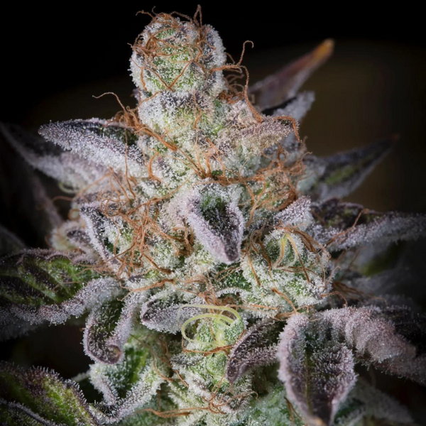 Cogollo de Sweetopia de Paradise Seeds en floración, con pistilos cobre y cobertura densa de tricomas
