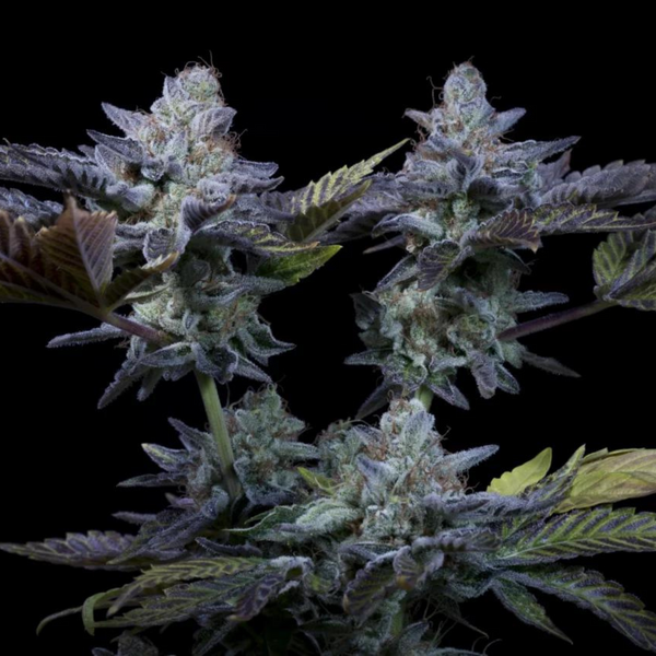 Planta de Sweetopia en floración con tres colas, hojas verde lima y pecíolos rojizos