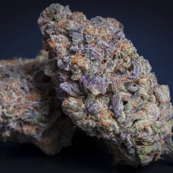 Flor seca de Sweetopia con motas ámbar, pistilos naranja y tricomas visibles
