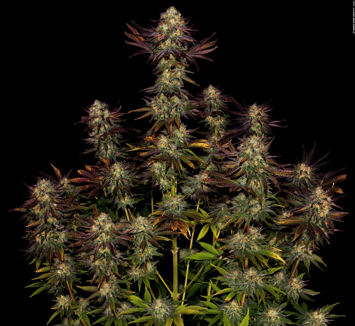 Tangerine Sorbet - Paradise Seeds