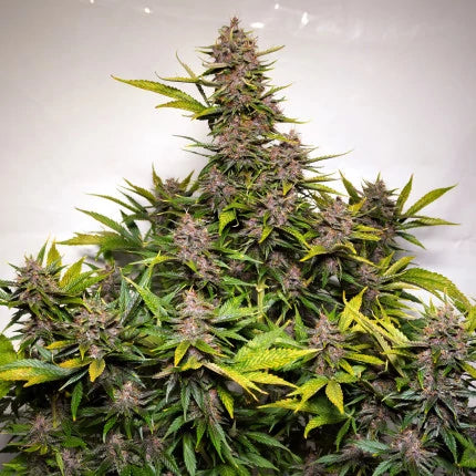 Planta completa de Auto Forbidden Cherry con estructura cónica compacta y flores violáceas