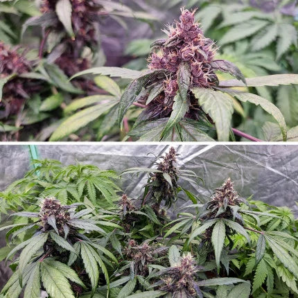 Dos tomas de Auto Forbidden Cherry: flor rosa violácea en detalle y plantas de tono púrpura oscuro en interior