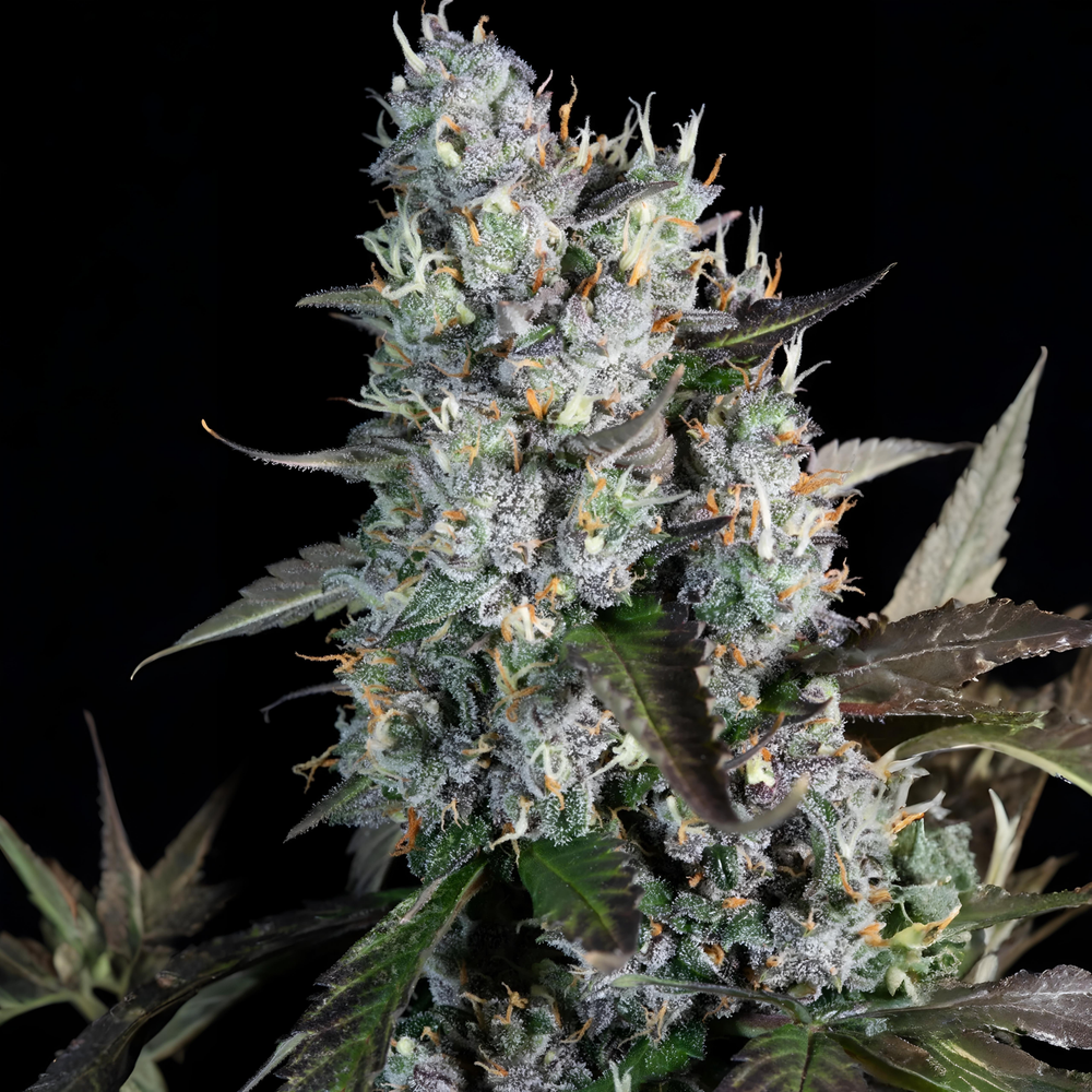 Semillas Red Velvet Auto Paradise Seeds