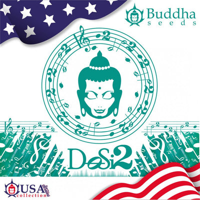 Buddha DOSI2 - Buddha Seeds