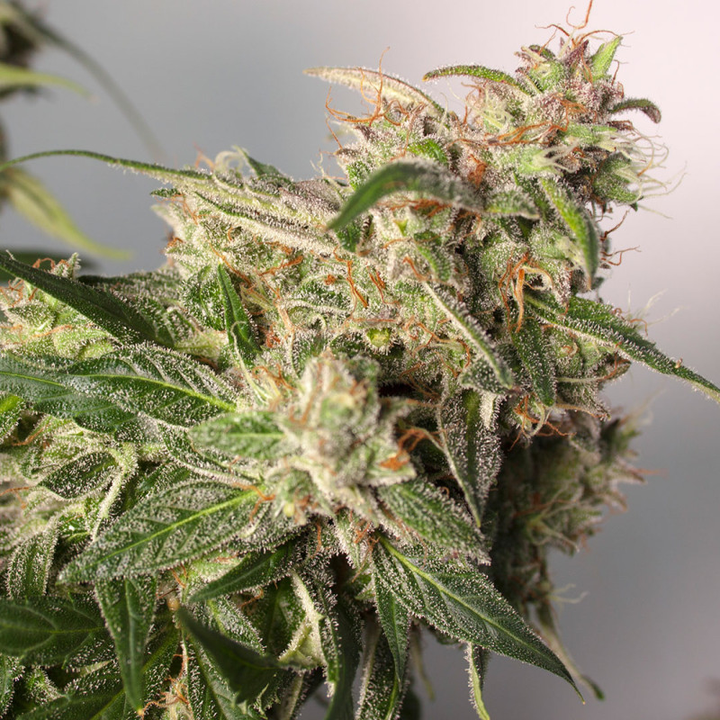 Cogollo resinoso de CBD Auto Charlotte&