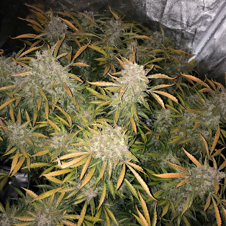 CBD Auto Charlotte&