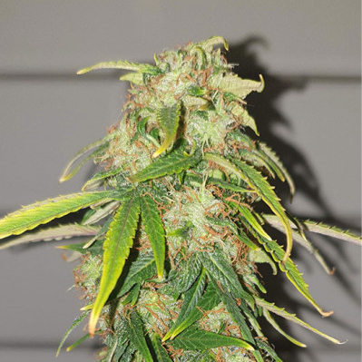 CBD Auto Charlotte's Angel en floración, vista completa de la planta