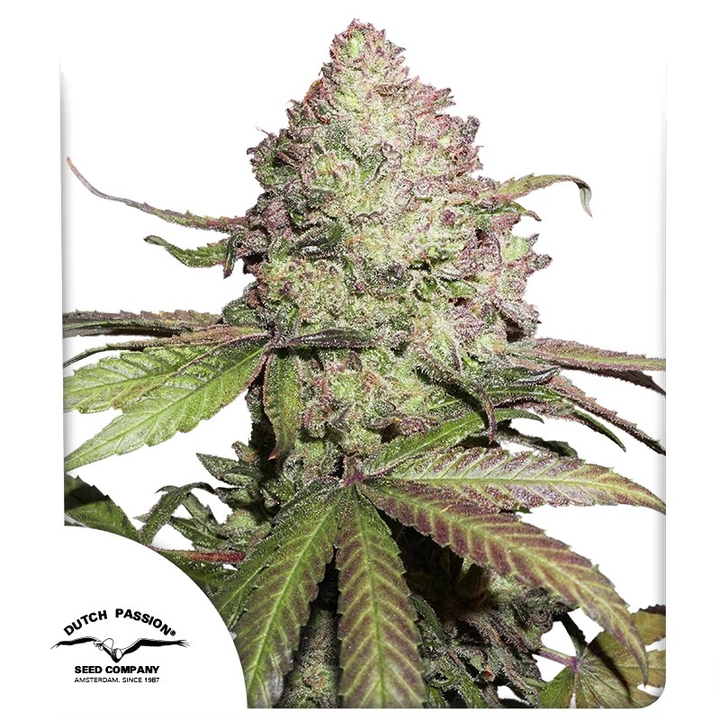 CBD Auto Charlotte&