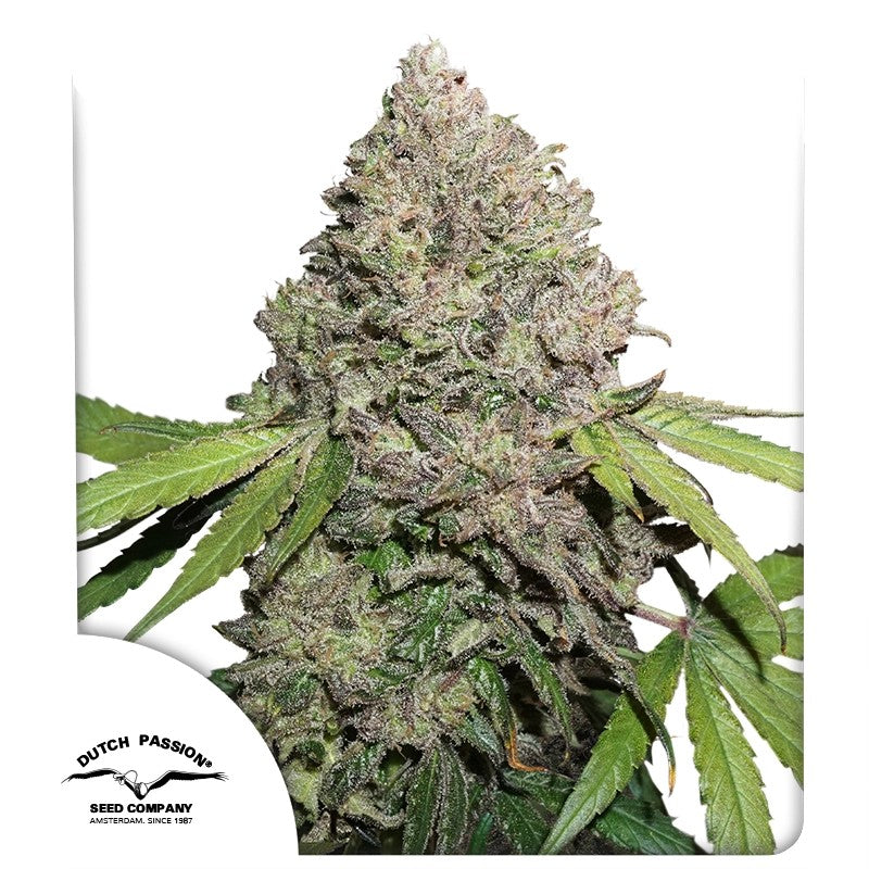 Cogollo de CBD Charlotte's Angel con perfil dominante en CBD y bajo THC