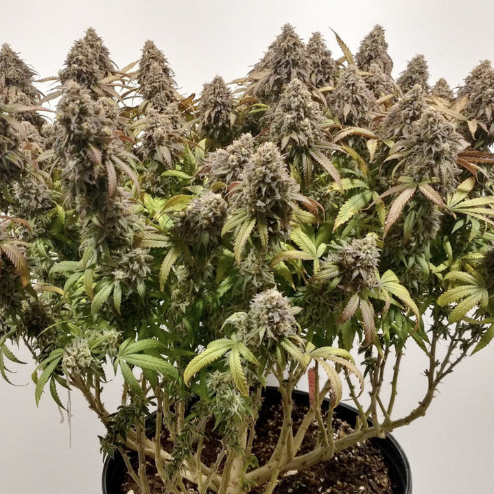 Planta interior de CBD Charlotte&