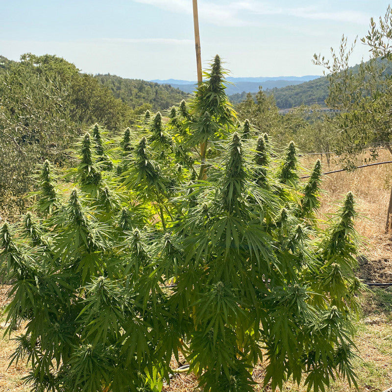 Planta sativa dominante de estructura alta tipo árbol de Navidad de la variedad CBD Charlotte's Angel