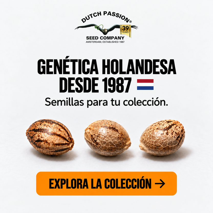 Dutch Passion: logo centrado y bandera de Países Bajos. Genética holandesa desde 1987, semillas para tu colección.