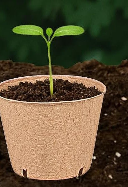 Plántula creciendo en maceta de turba sembrada directamente en la tierra, sin retirar la maceta