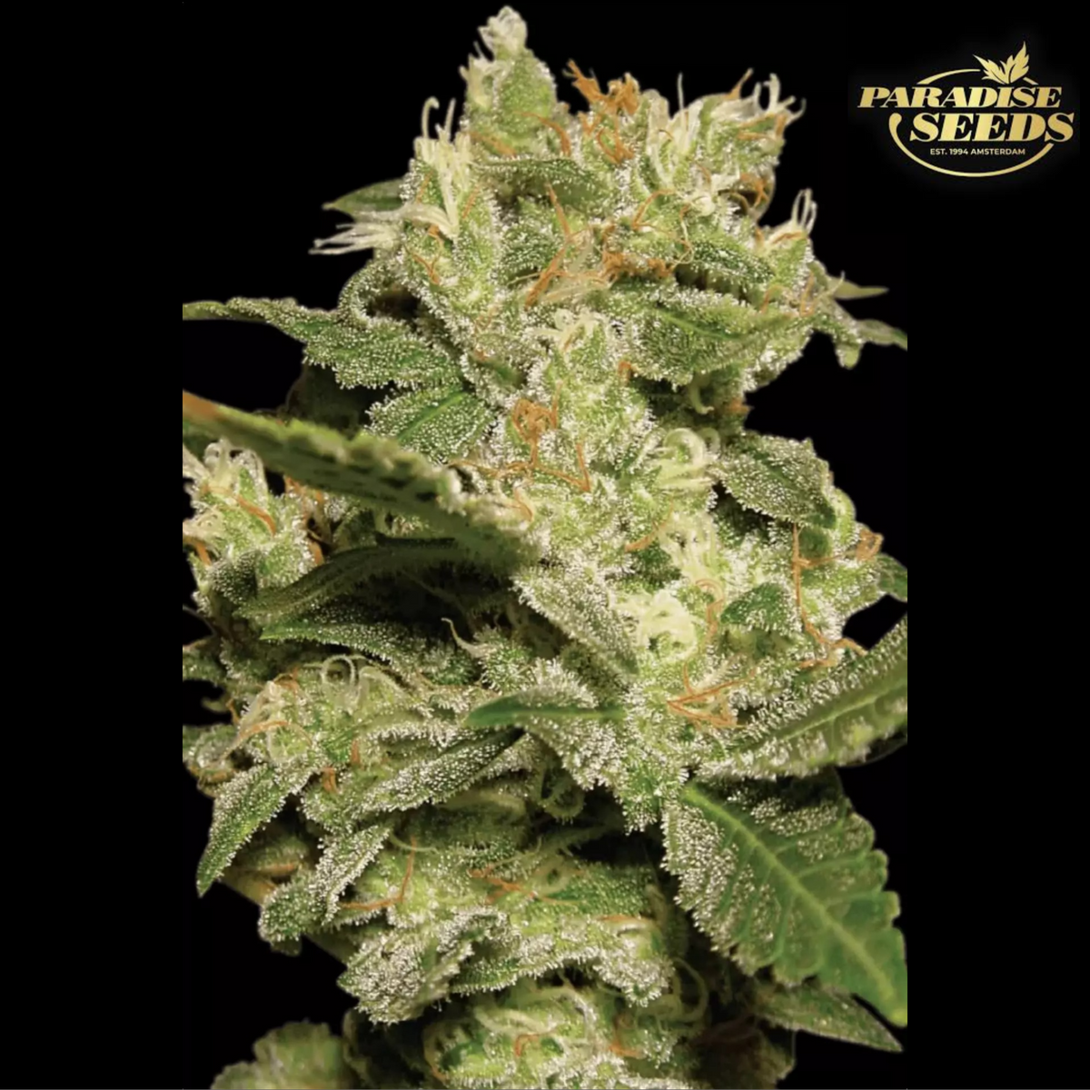 Cogollo de Auto Jack de Paradise Seeds con el sello dorado del banco en la esquina superior derecha