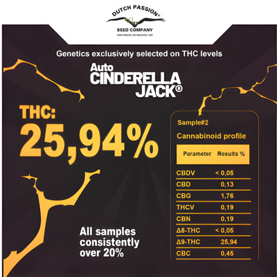 Auto Cinderella Jack® - Dutch Passion