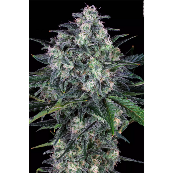 Original Cheese - Paradise Seeds