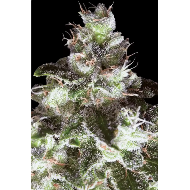 Original White Widow - Paradise Seeds